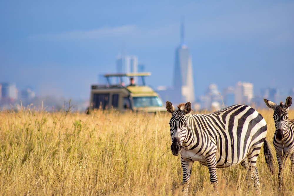 Best time to visit Kenya