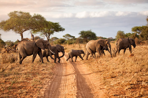 best time to visit Tanzania