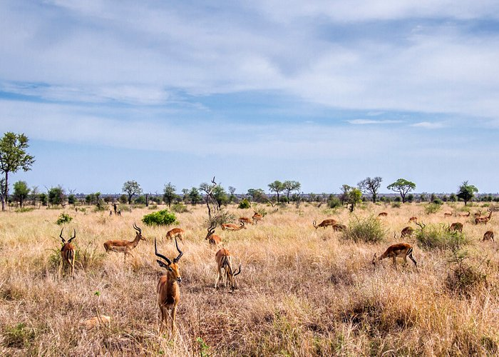 kruger national park 