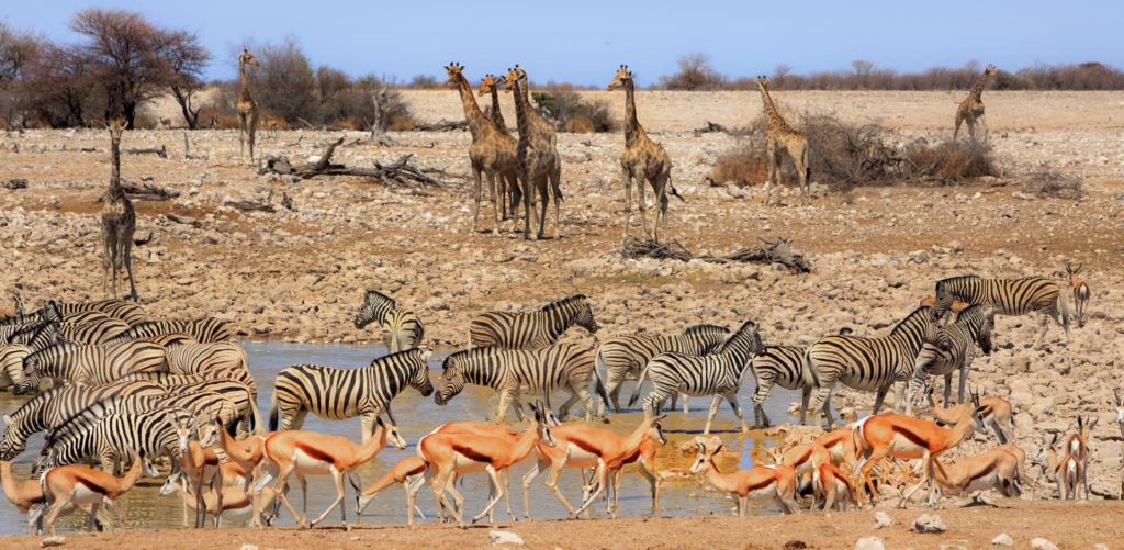 Etosha National Park