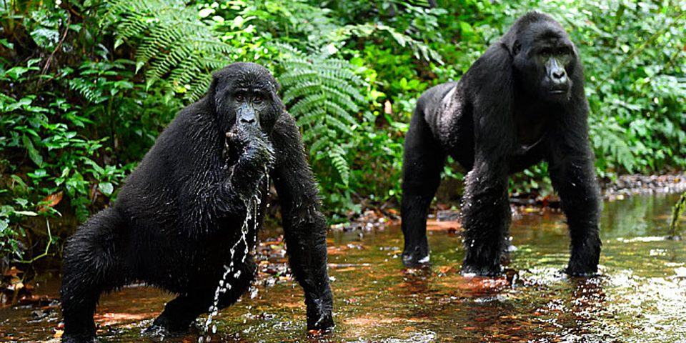 Bwindi Impenetrable National Park