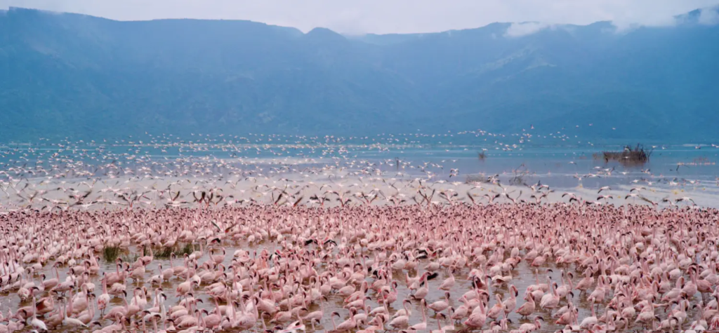 Lake Nakuru