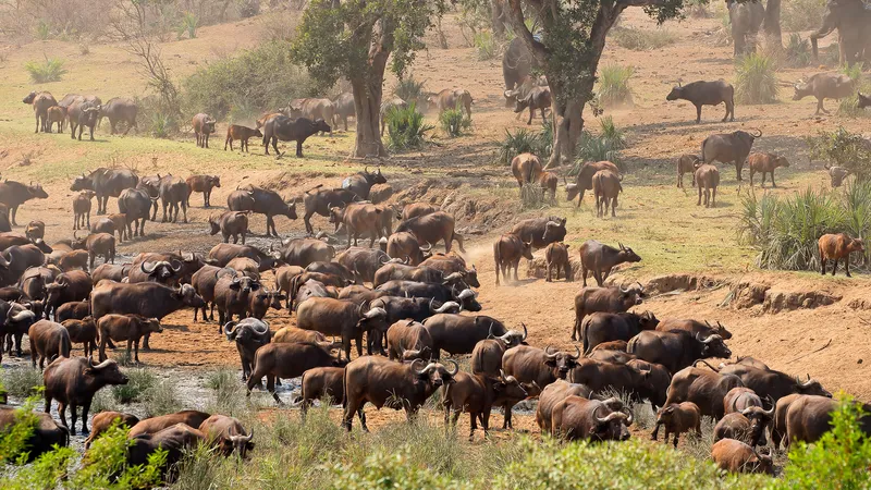 Kruger National Park, South Africa