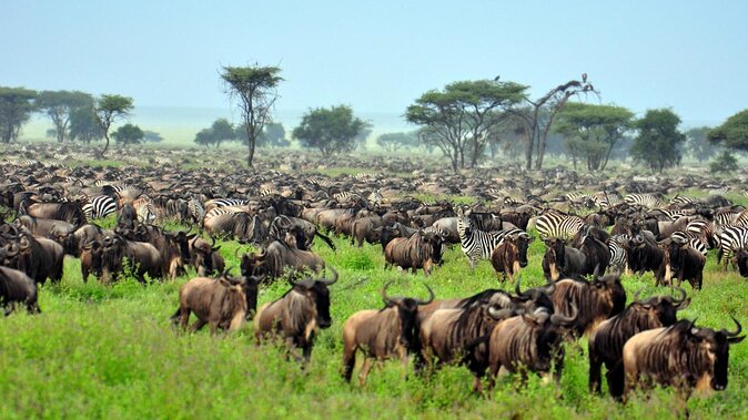 Serengeti National Park, Tanzania