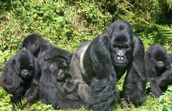 Bwindi Impenetrable National Park, Uganda