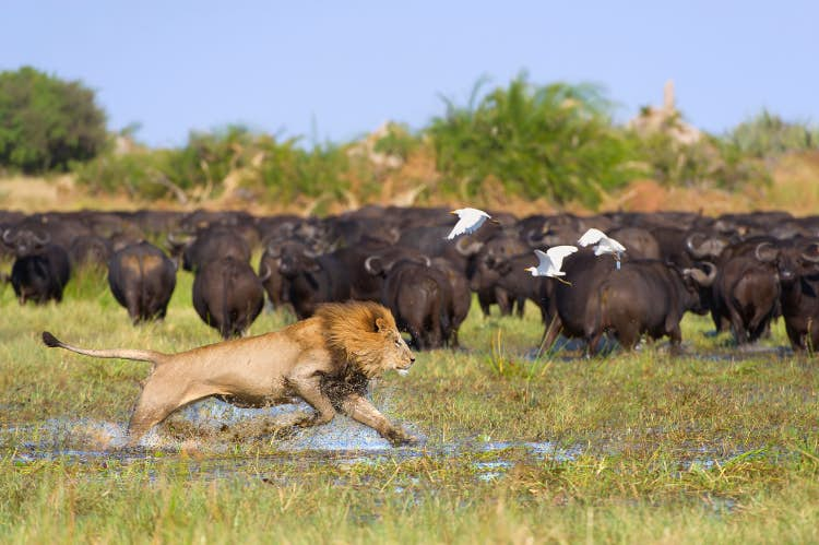 Okavango Delta, Botswana