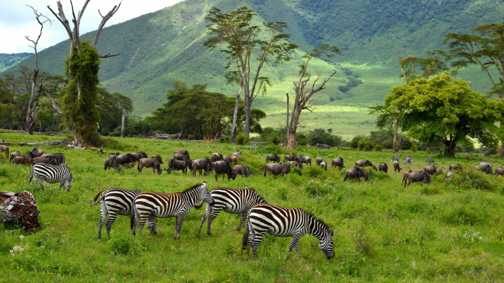 Ngorongoro Crater Conservation Area, Tanzania