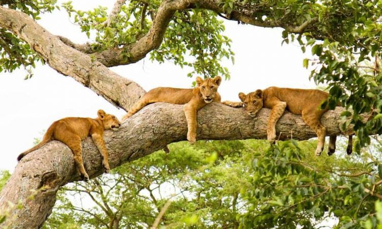 Queen Elizabeth National Park, Uganda