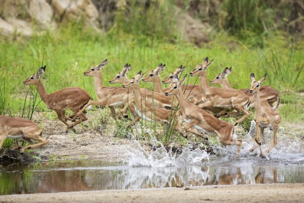 Mala Mala Game Reserve