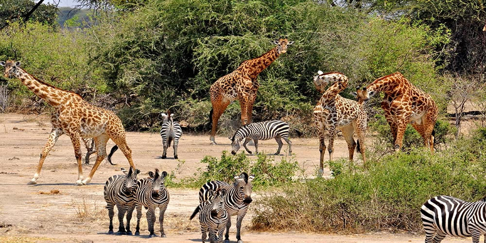 Katavi National Park, Tanzania