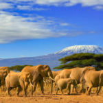 Best safaris in Africa